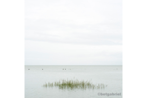 Fotografie Silence Landschaft Wasser Gras